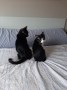 Enzo und Muga (4)
